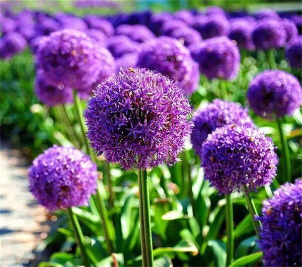 Pcs Blue Purple Giant Allium Seeds - Image 2