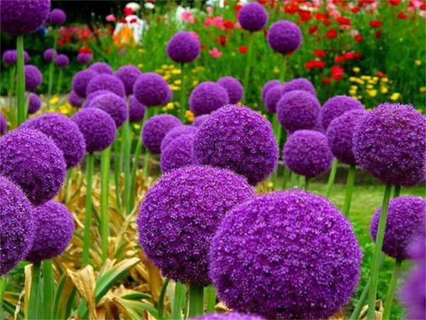 Pcs Blue Purple Giant Allium Seeds